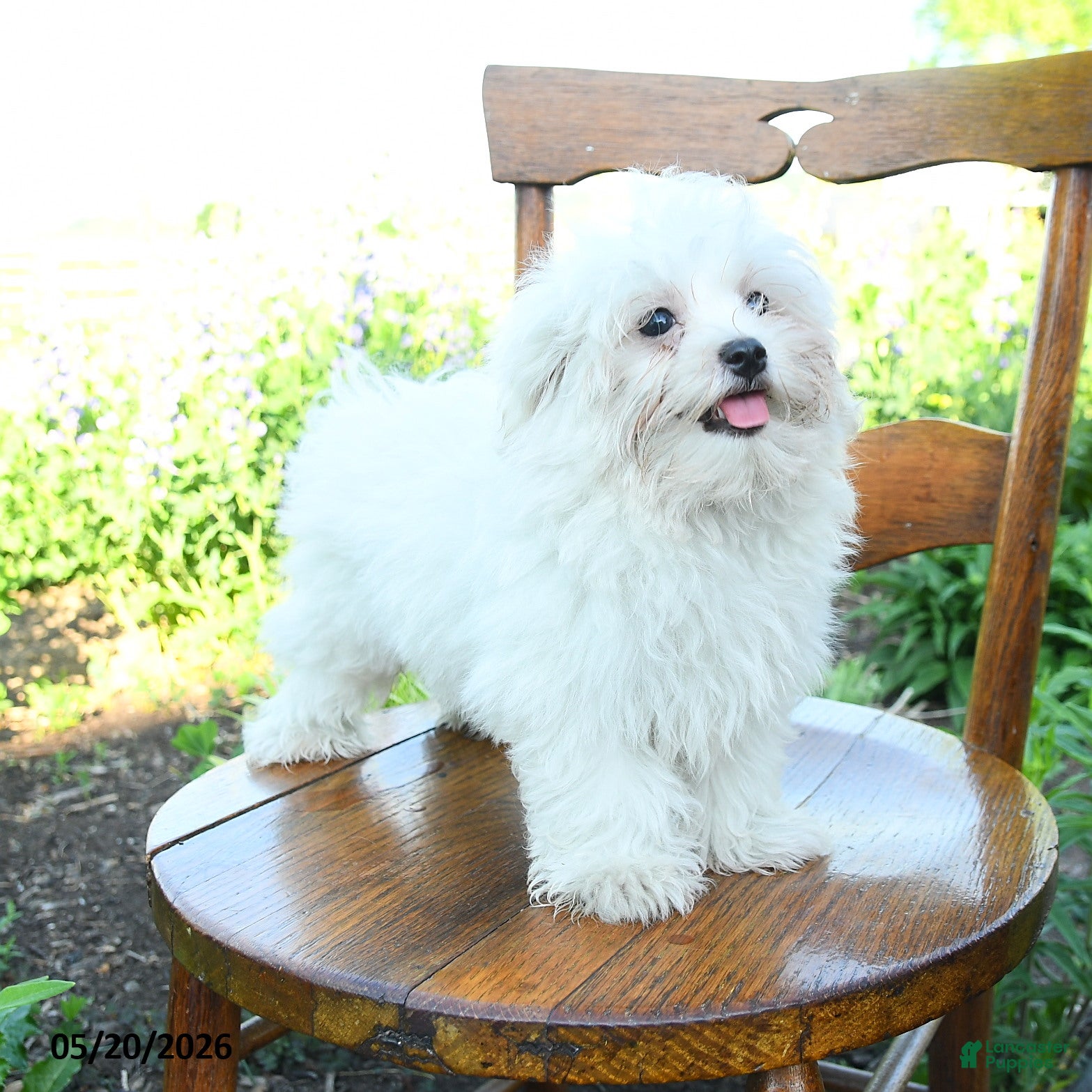 Maltese dogs Skippy - Ad 2