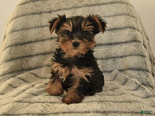 Yorkshire Terrier dogs Toby - Ad 16