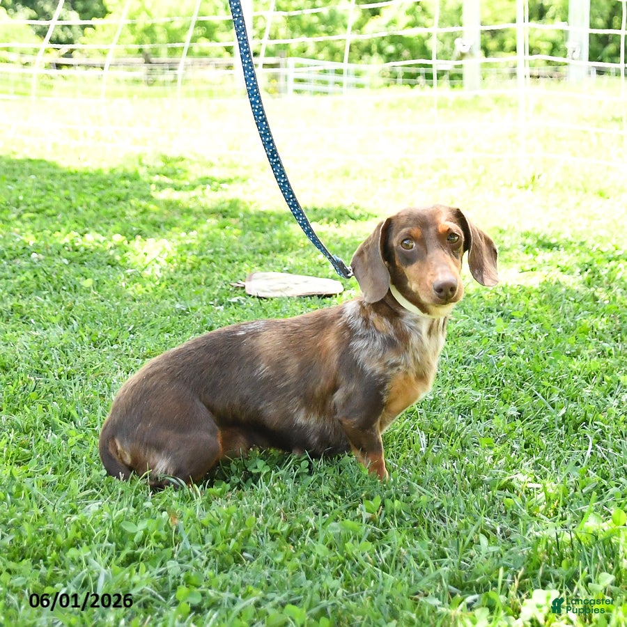 Dachshund dogs for sale: Leah - Ad 6