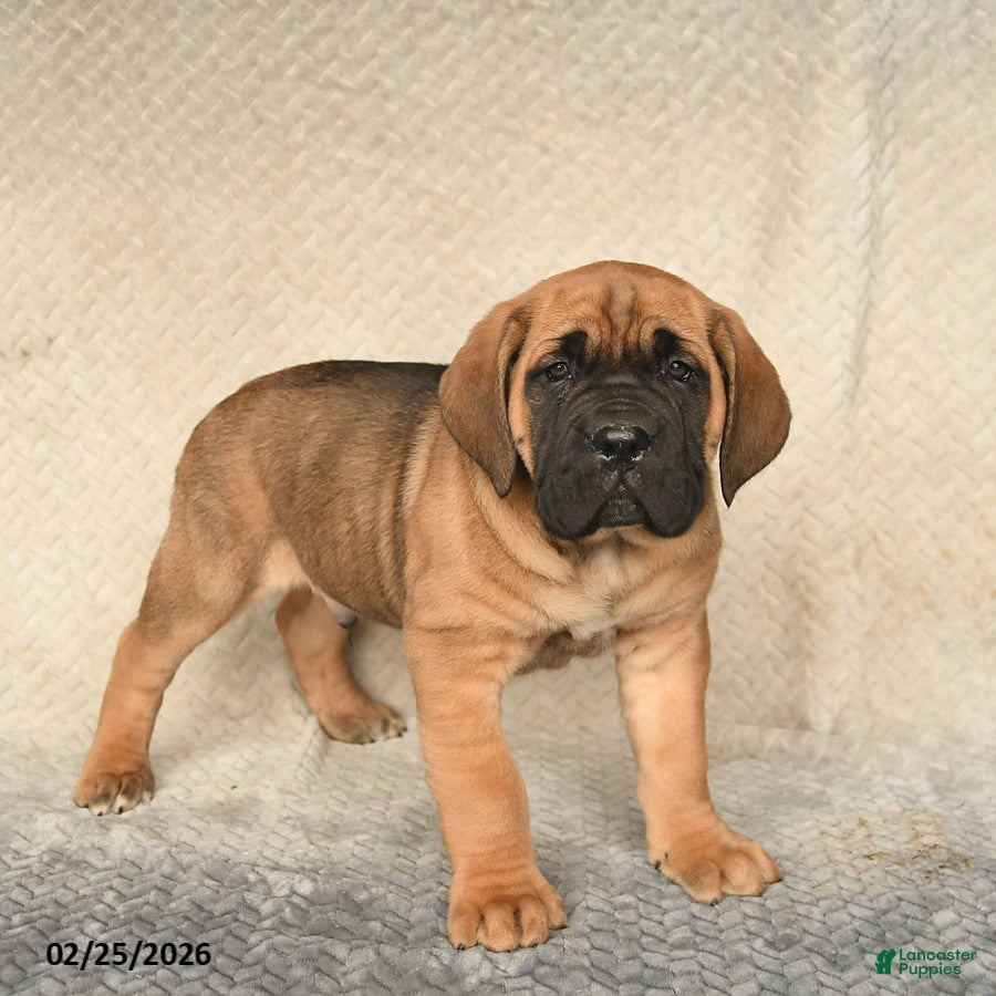 Cane Corso dogs Venus    - Ad 1