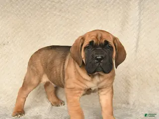 Cane Corso dogs for sale: Venus - Ad 3