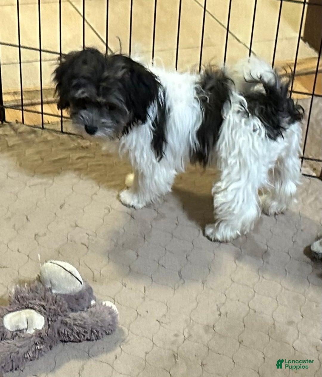 Shihpoo dogs for sale: Shihpoo Puppy 3 - Ad 8
