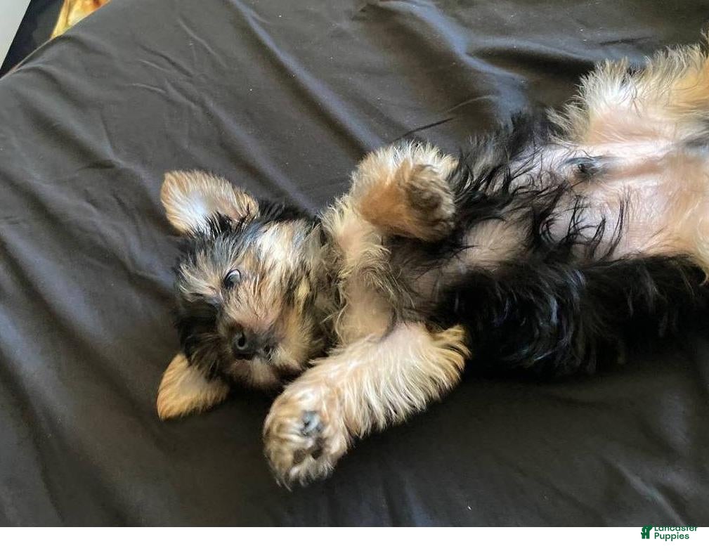 Yorkshire Terrier dogs for sale: Buddy - Ad 2