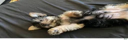 Yorkshire Terrier dogs for sale: Buddy - Ad 2