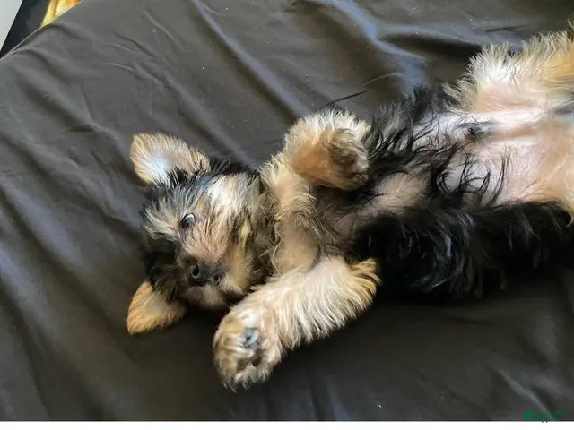 Yorkshire Terrier dogs for sale: Buddy - Ad 2