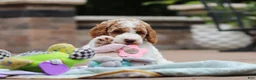 Standard Poodle dogs for sale: Blossom - Ad 11