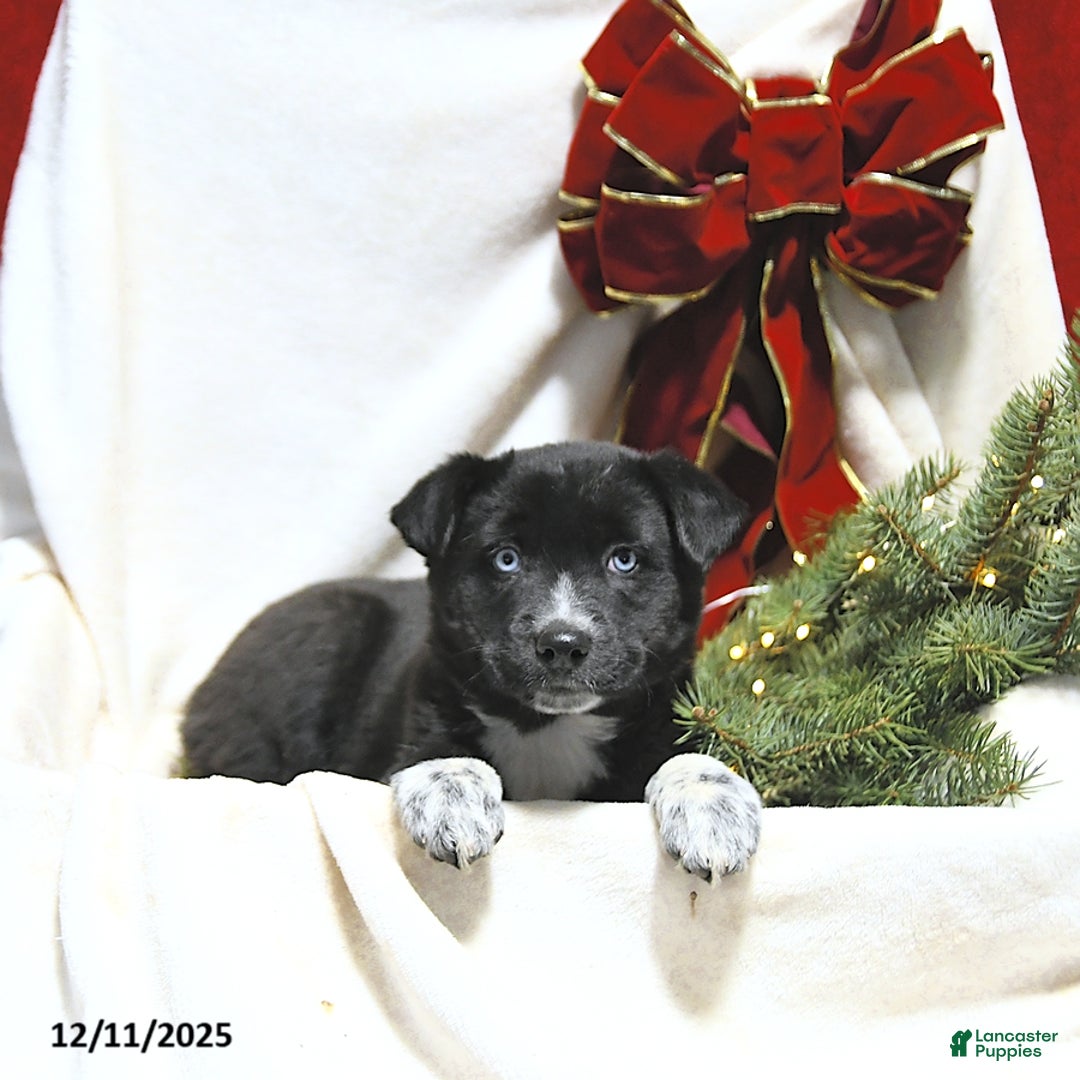 Mixed Breed dogs for sale: Beauty - Ad 3