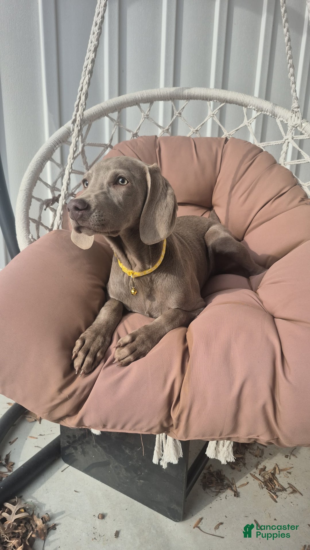 Weimaraner dogs for sale: Piper - Ad 3