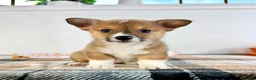 Welsh Corgi Pembroke dogs for sale: CKC MJ - Ad 4