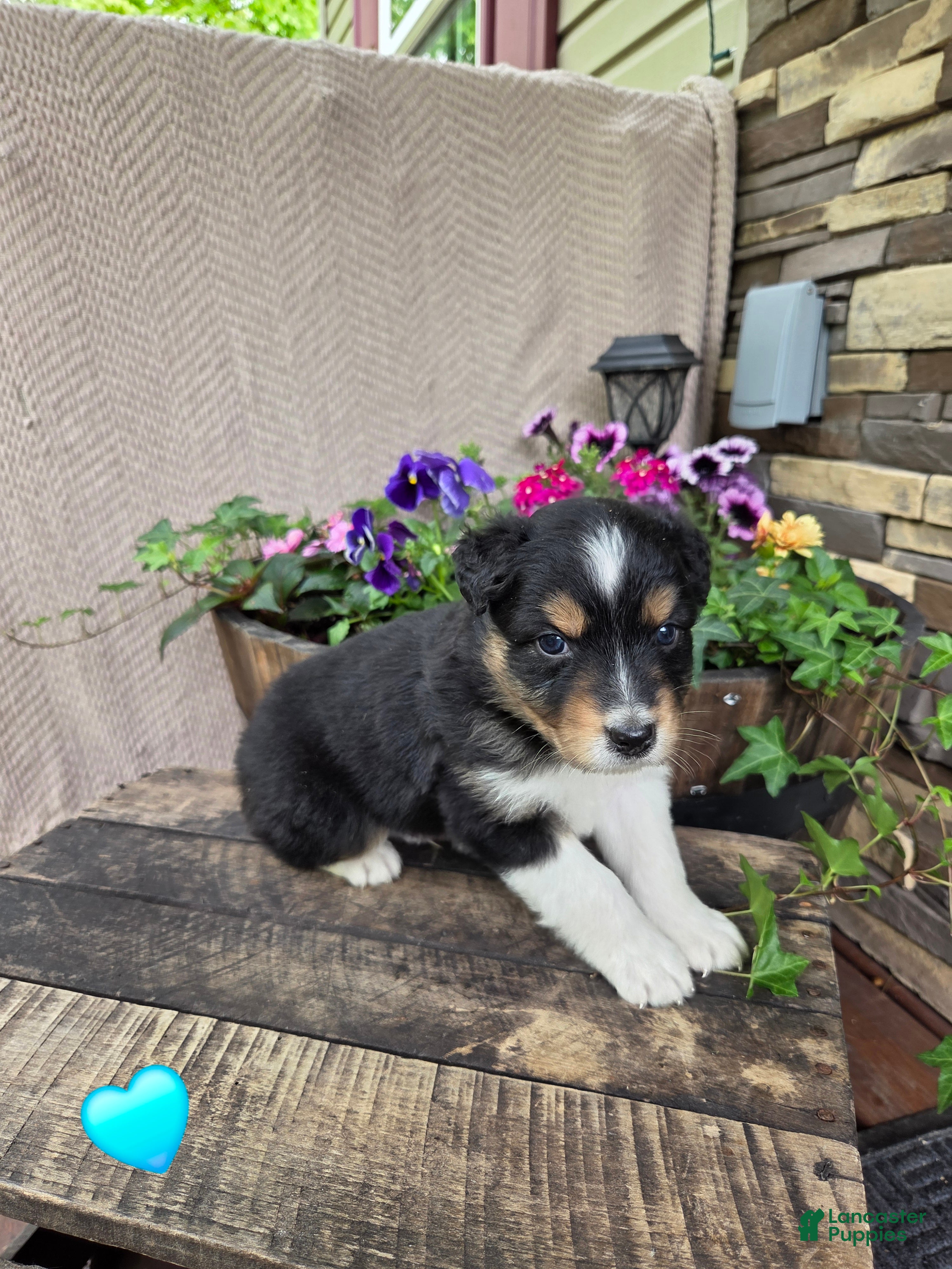 Australian Shepherd dogs Cocoa - Ad 1