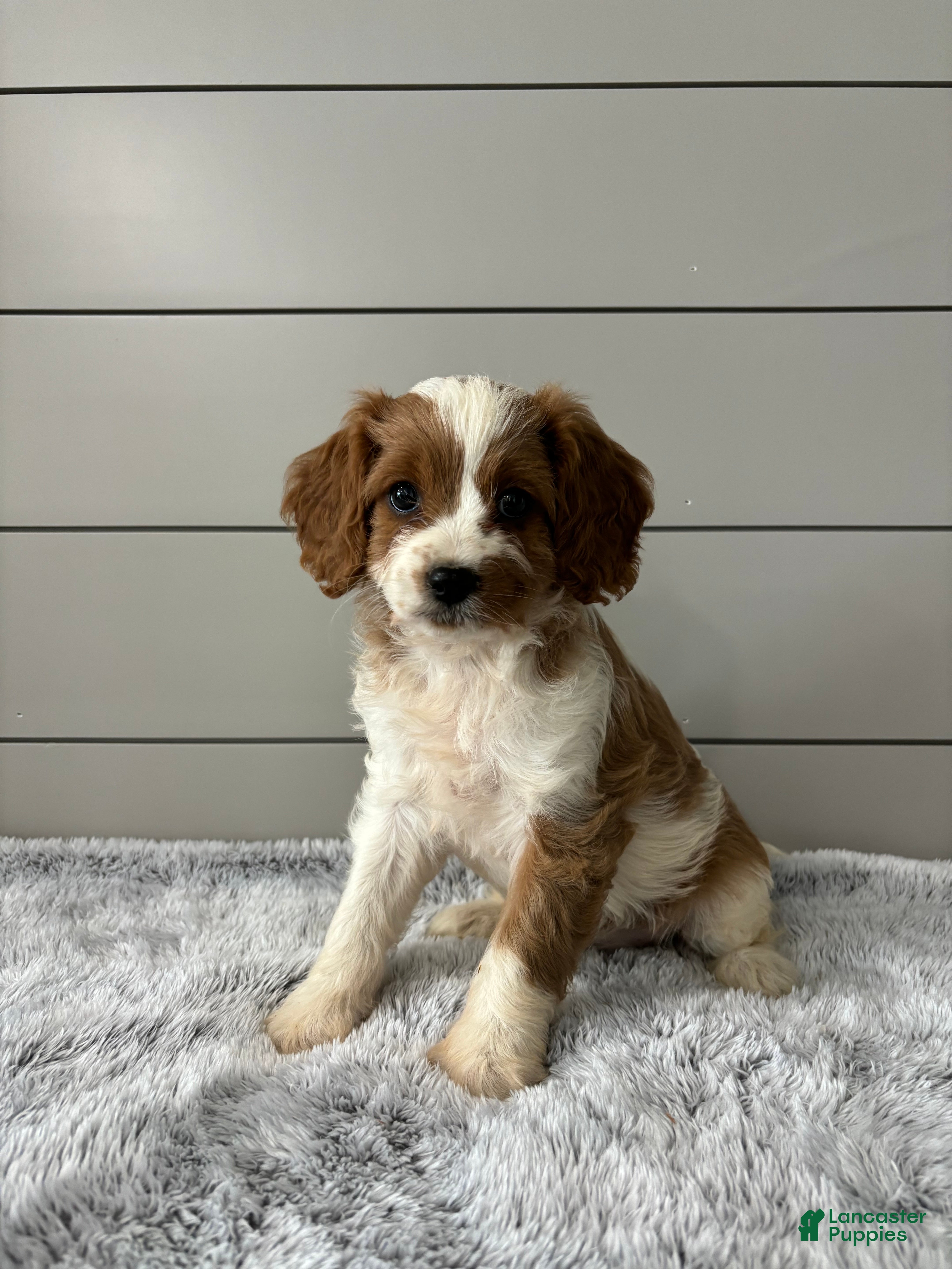 Cavapoo dogs Sky - Ad 1