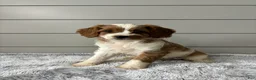 Cavapoo dogs for sale: Sky - Ad 1