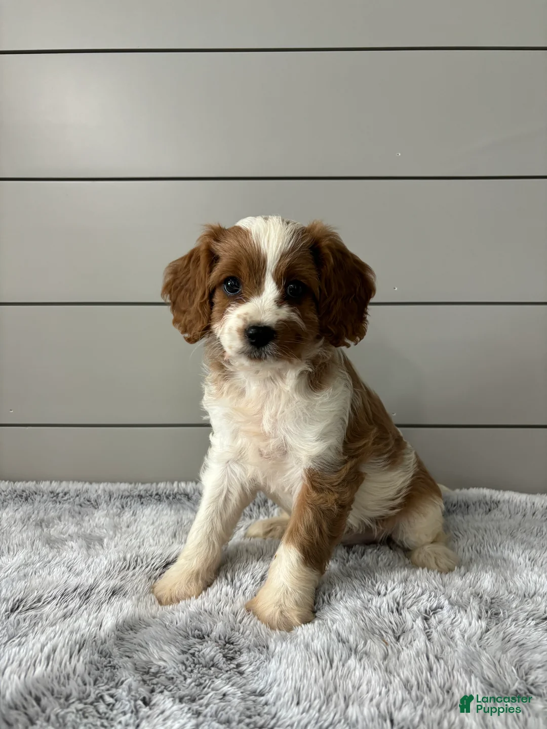 Cavapoo dogs for sale: Sky - Ad 1