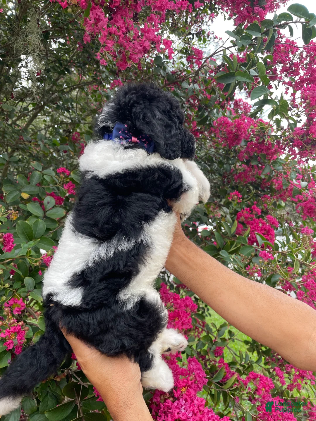 Goldendoodle dogs for sale: Oliver - Ad 8