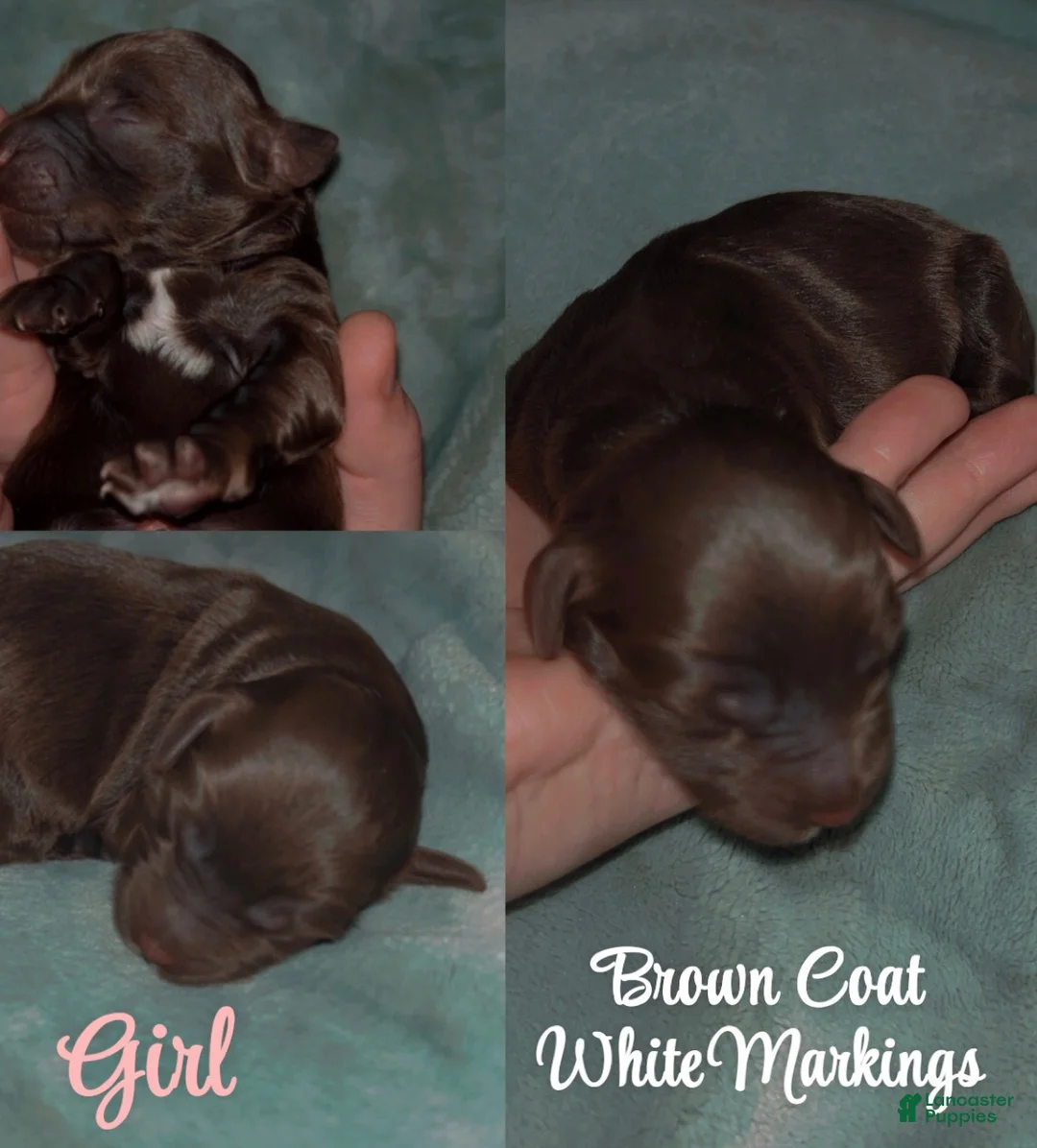 Labradoodle dogs for sale: Comet - Ad 4