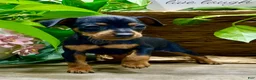 Miniature Pinscher dogs for sale: Tilly - Ad 3