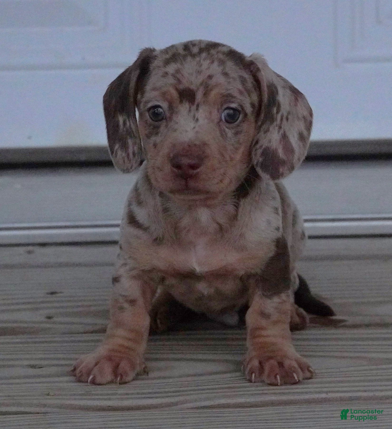 Miniature Dachshund dogs for sale: Chocolate Dapple Male  - Ad 3