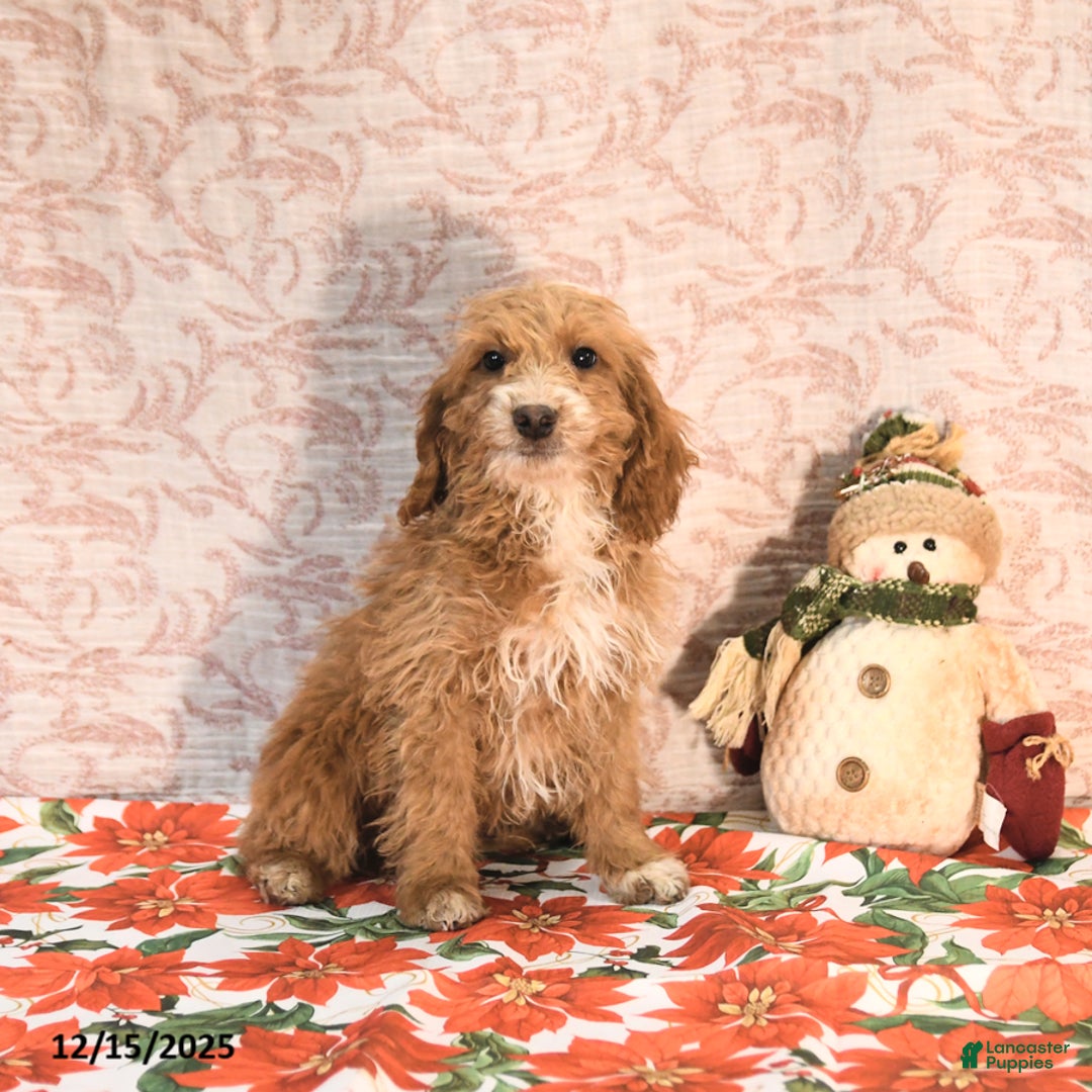 Cockapoo dogs for sale: Carter - Ad 2