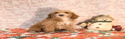 Cockapoo dogs for sale: Carter - Ad 5