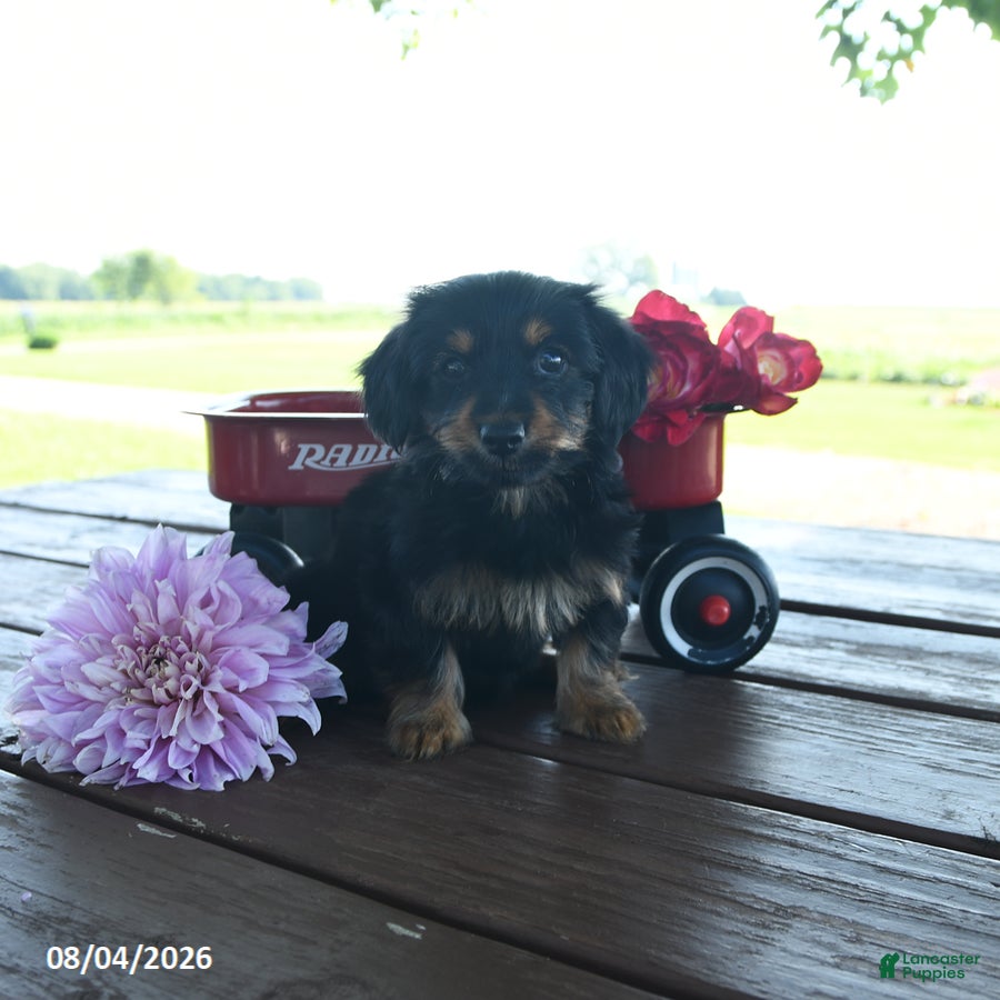 Yorkshire Terrier dogs Tabitha - Ad 2