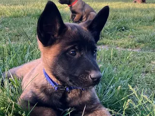 Belgian Malinois dogs Belgian Malinois Puppy 1 - Ad 7