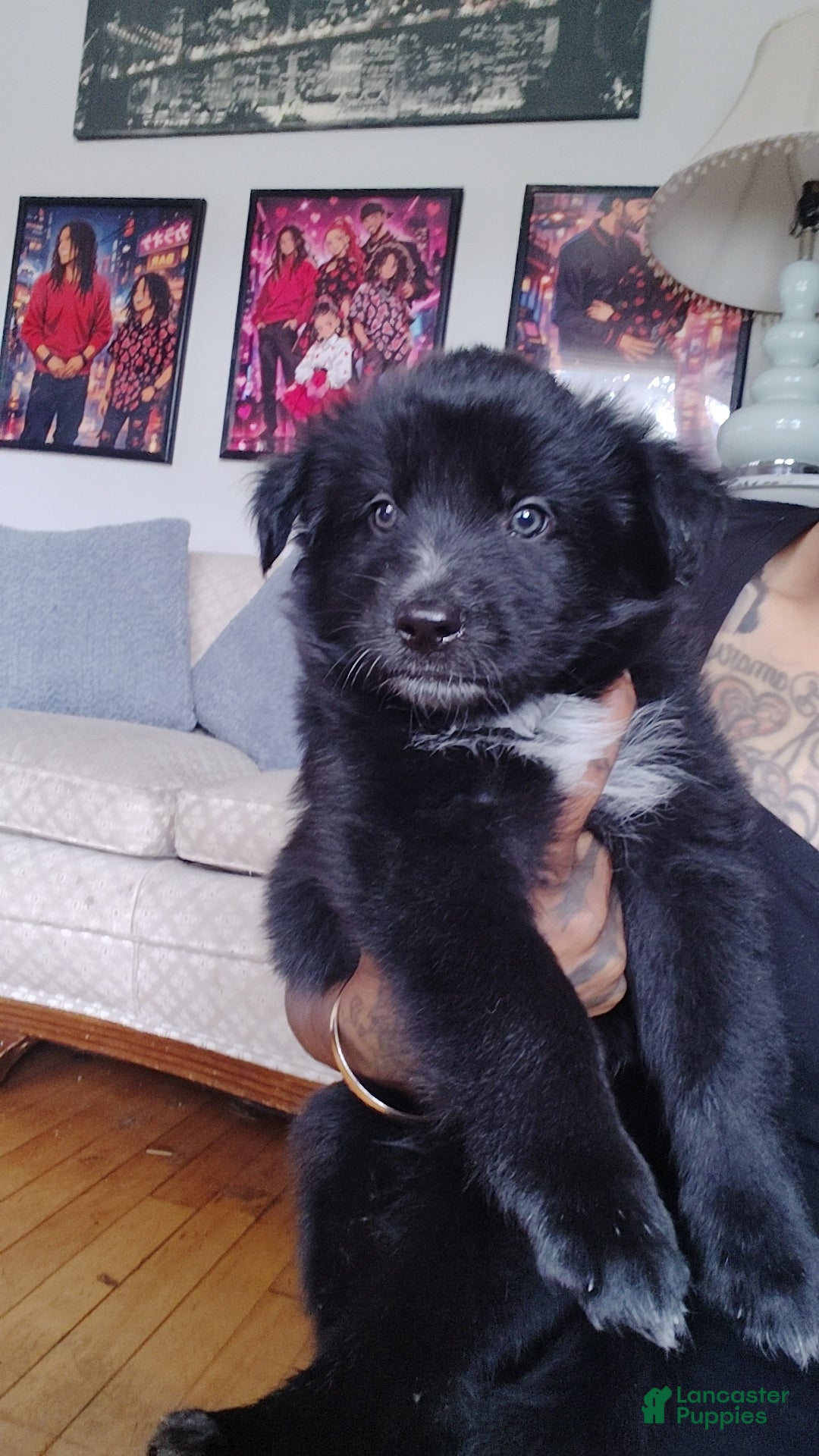 Mixed Breed dogs Mixed Breed 4 - Ad 1
