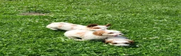 Cavapoo dogs for sale: Ralph  - Ad 9