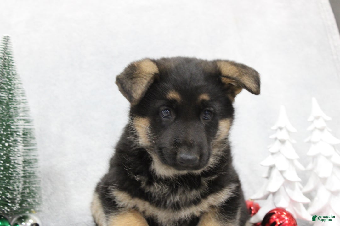 German Shepherd dogs for sale: Amber - Ad 4