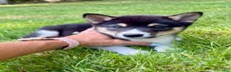Shiba Inu dogs for sale: Shiba Inu Male - Ad 3