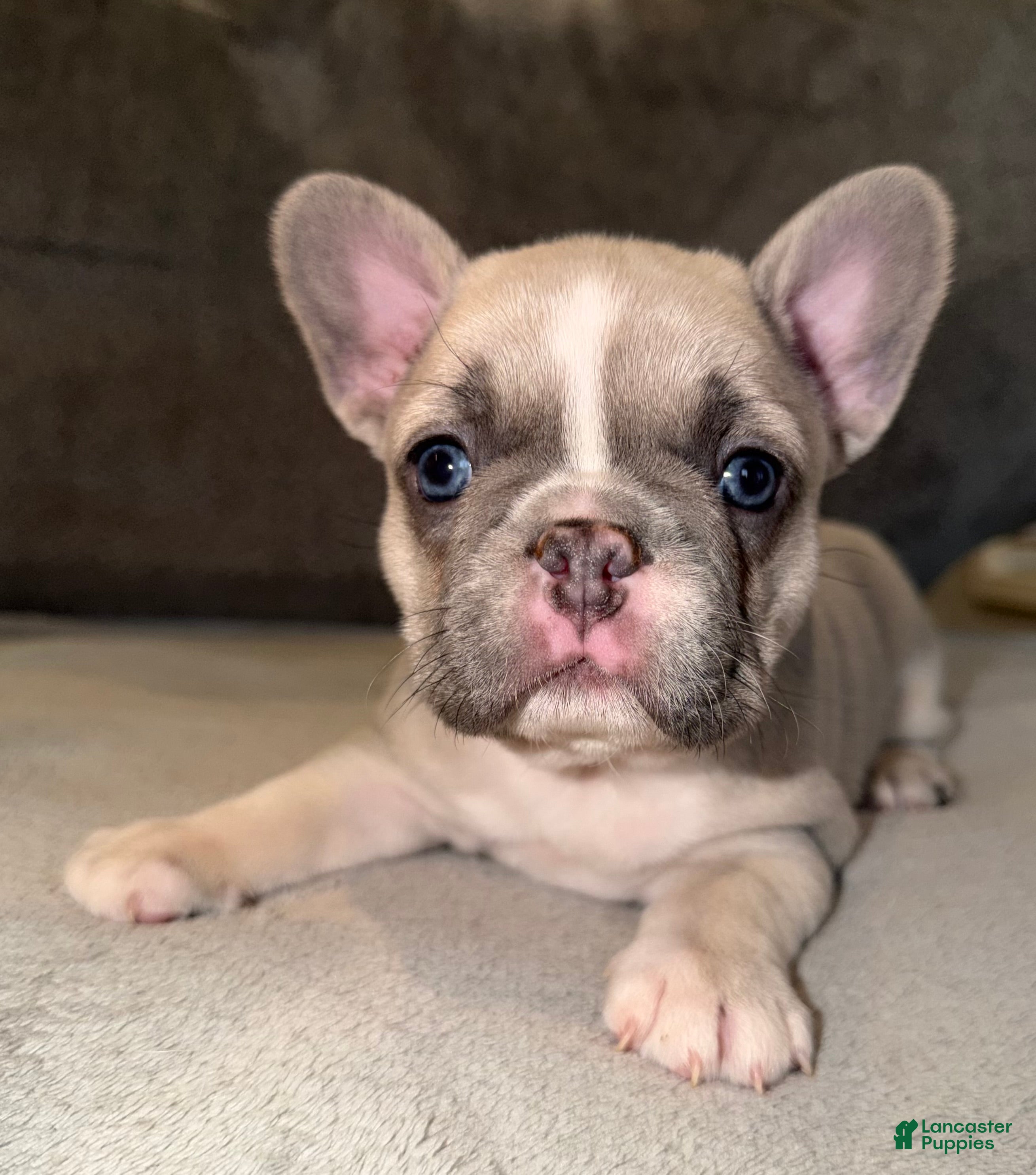 French Bulldog dogs Maybelline - Ad 16