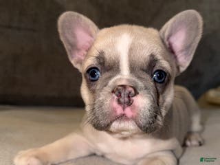 French Bulldog dogs Maybelline - Ad 16
