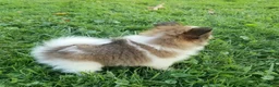 Pomeranian dogs for sale: Mojo - Ad 6