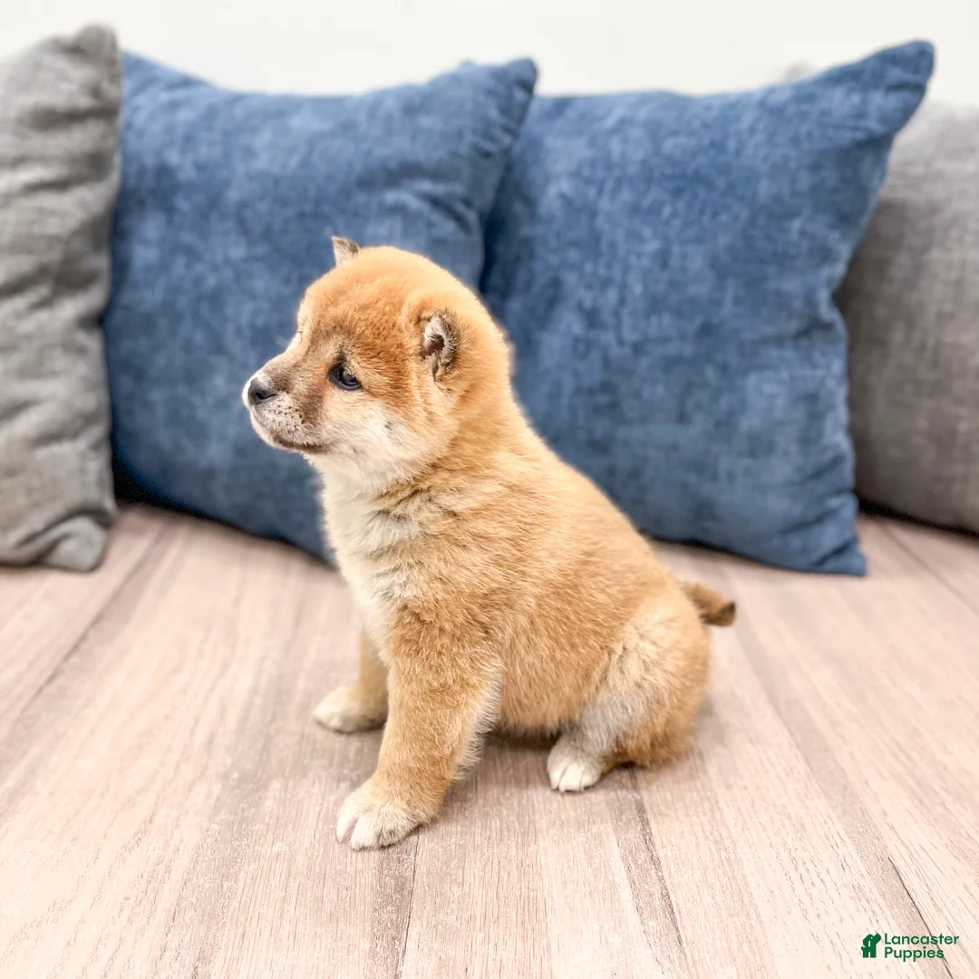 Shiba Inu dogs for sale: Logan - Ad 4