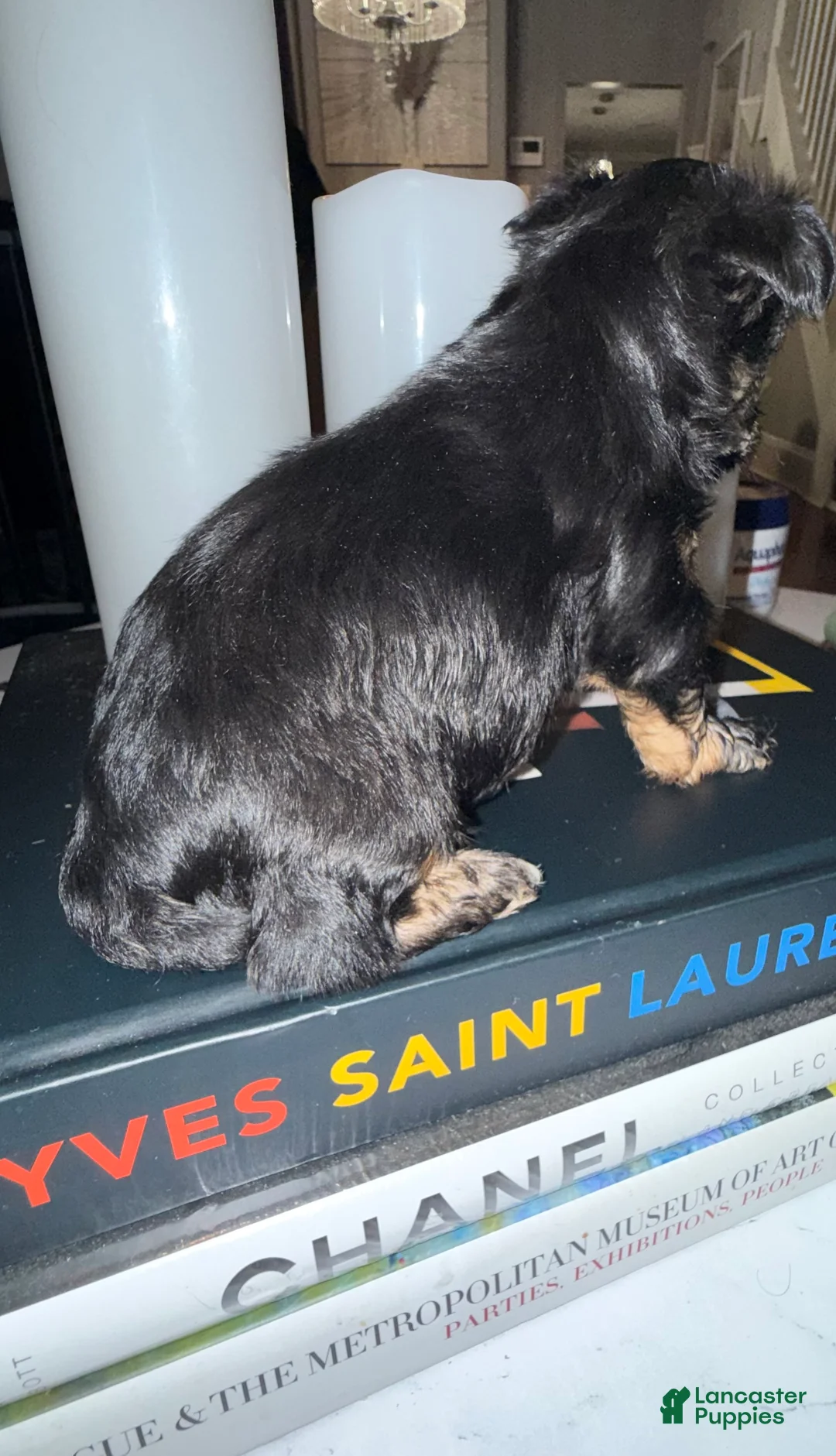 Yorkshire Terrier dogs for sale: Eclipse  - Ad 2