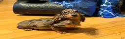 Miniature Dachshund dogs for sale: AKC Russian- Pra clear sale - Ad 5