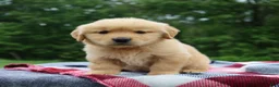 Golden Retriever dogs for sale: Cuddles - Ad 2