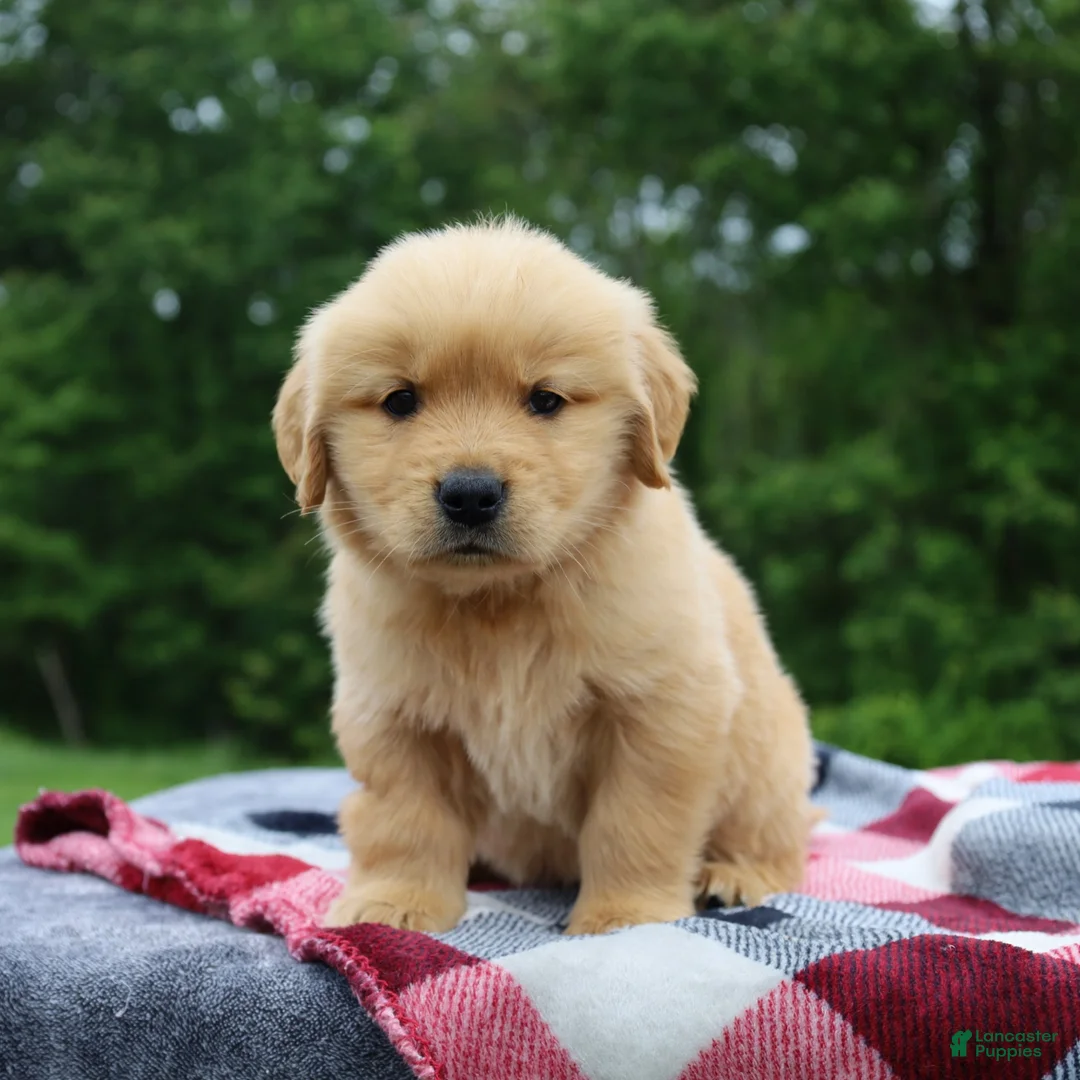 Golden Retriever dogs for sale: Cuddles - Ad 2