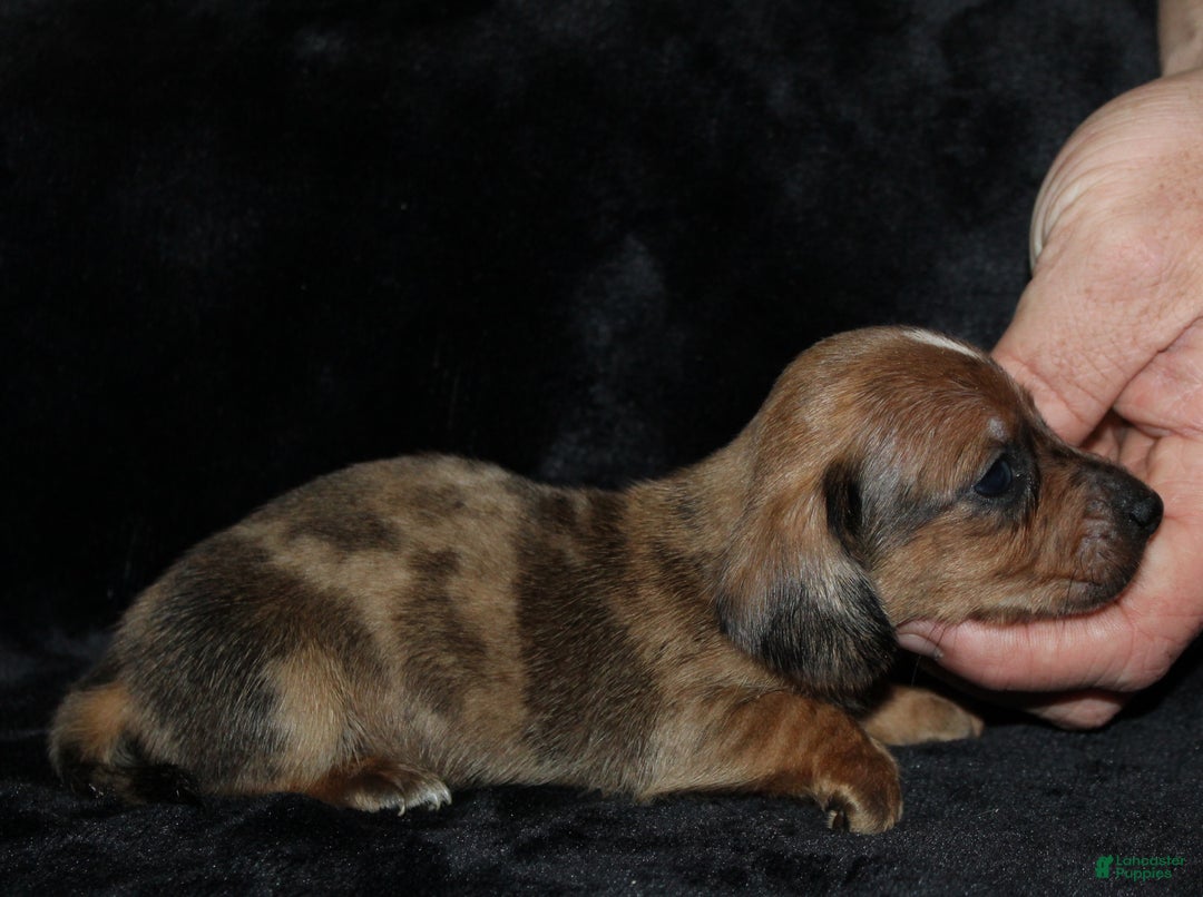 Miniature Dachshund dogs for sale: Steele - Ad 10