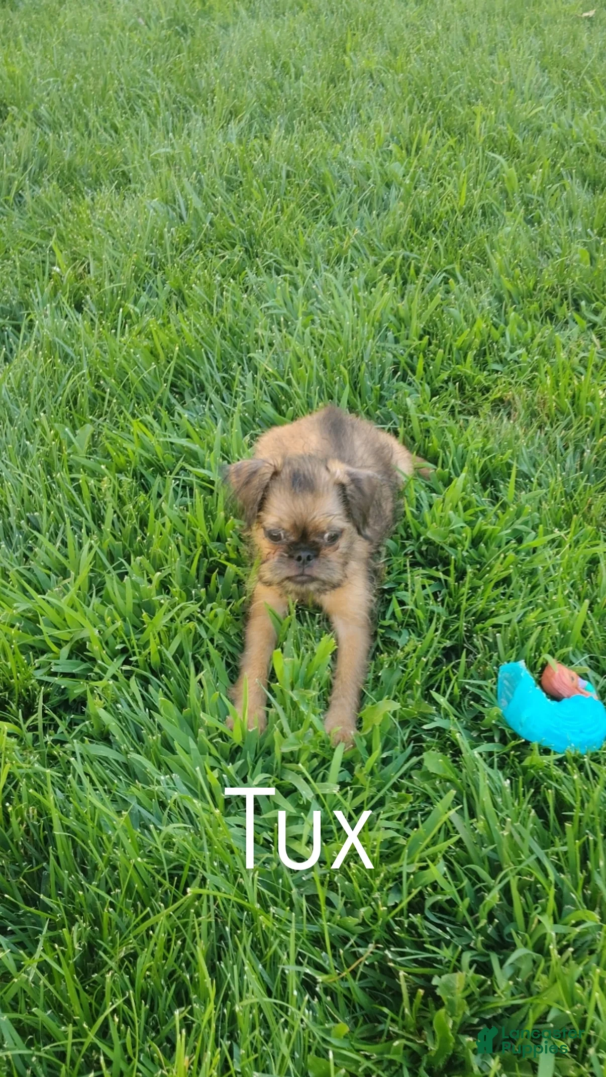 Brussels Griffon dogs Brussels Griffon 2 - Ad 6