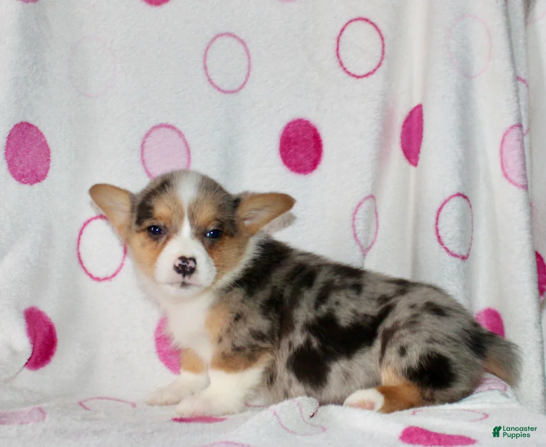Welsh Corgi Pembroke dogs for sale: Kayla - Ad 1