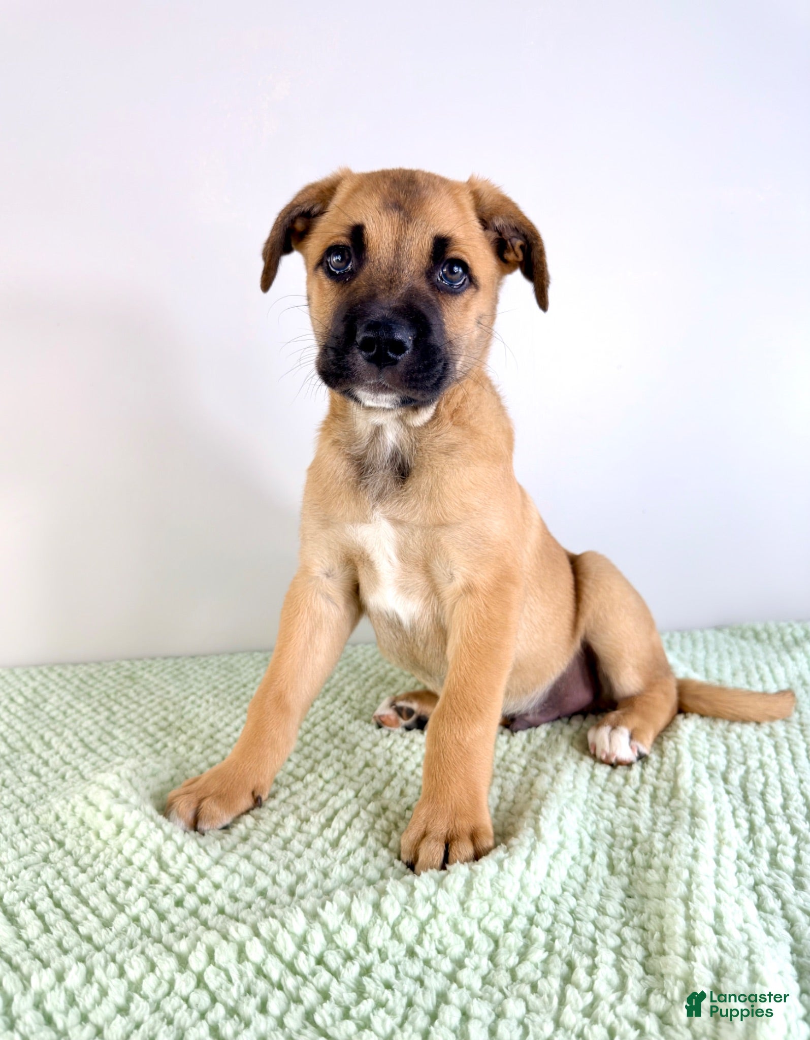 Mixed Breed dogs Diesel - Ad 21