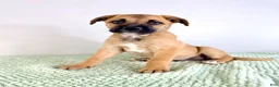 Mixed Breed dogs for sale: Diesel - Ad 1