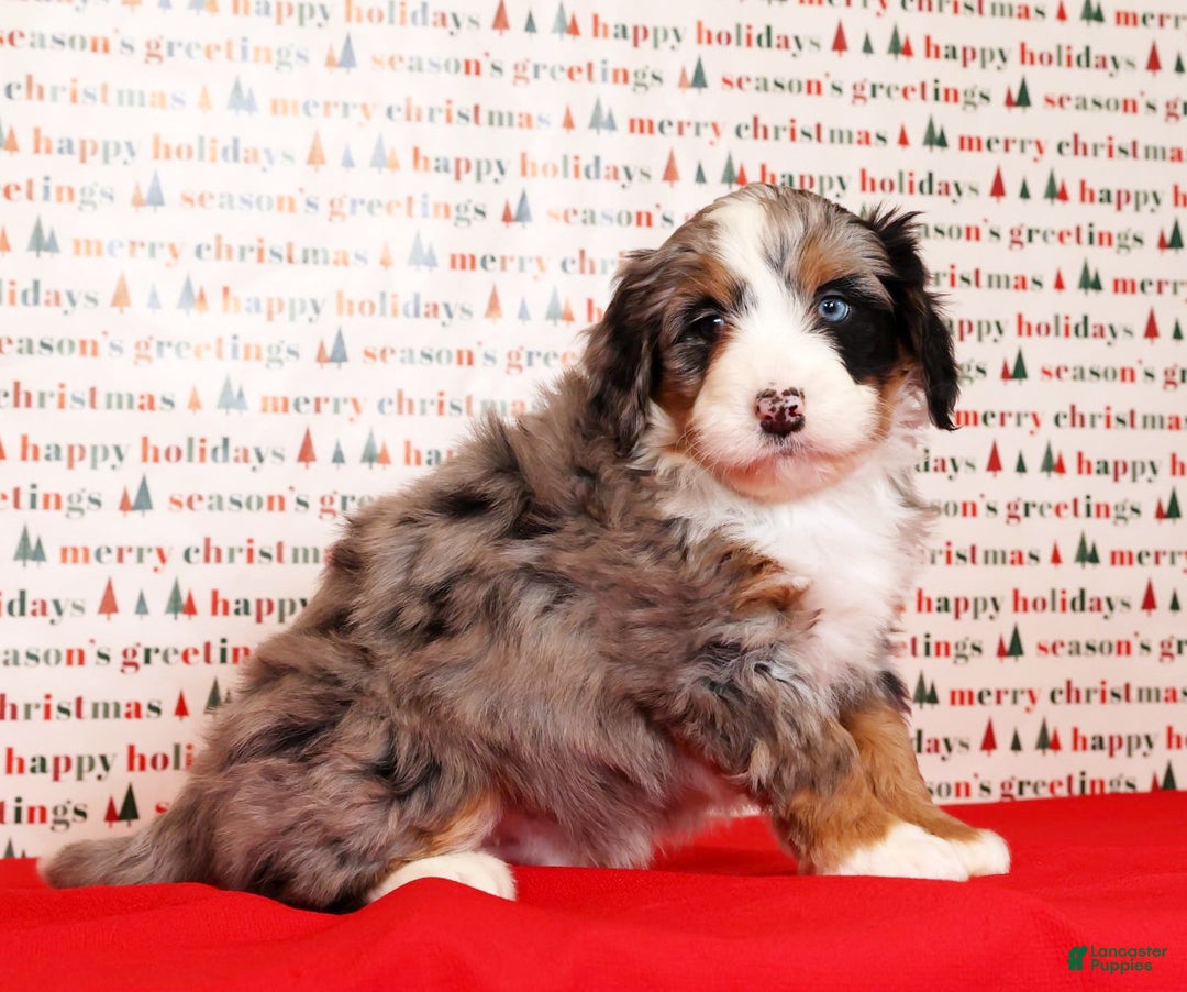 Mini Bernedoodle dogs for sale: Otis - Ad 7