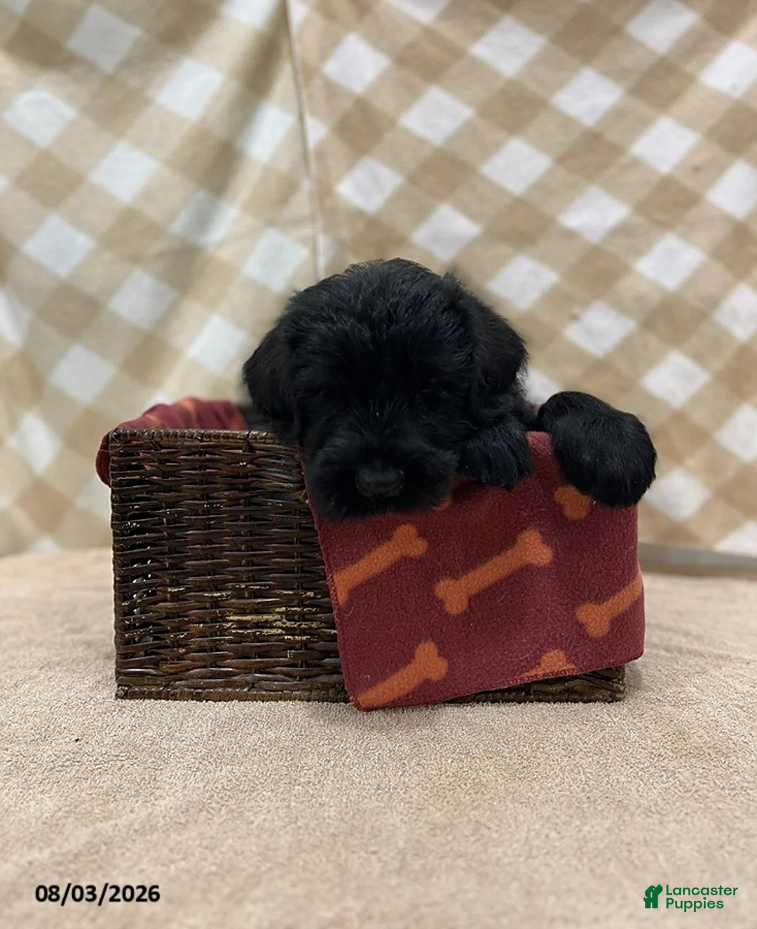 Giant Schnauzer dogs for sale: Baxter - Ad 4