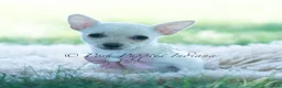Chihuahua dogs for sale: Coconut - Ad 7