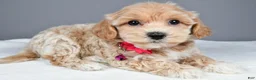 Maltipoo dogs for sale: Misty - Ad 3