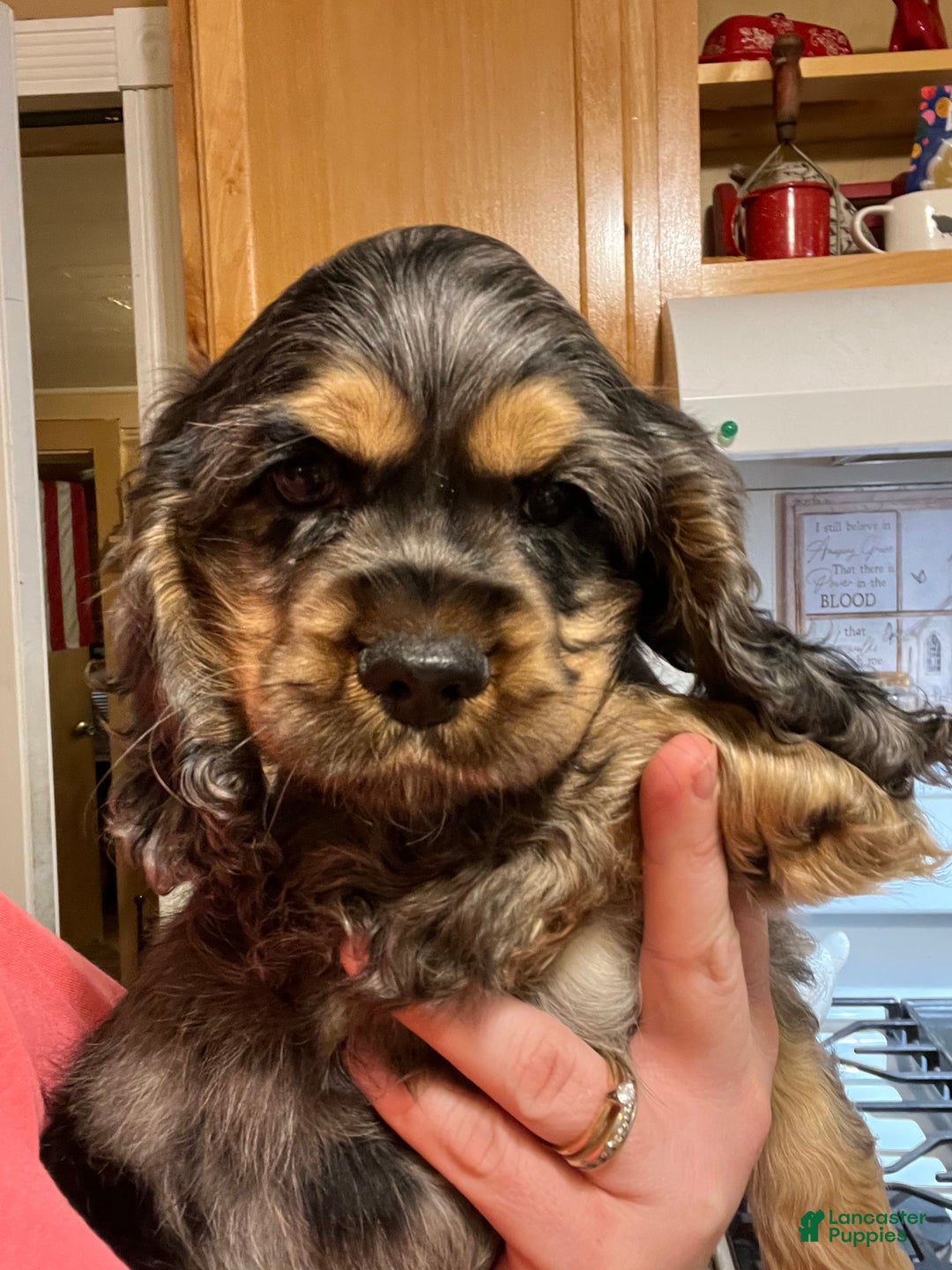 Cocker Spaniel dogs for sale: Fozzy  - Ad 1