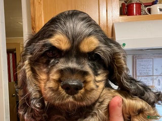 Cocker Spaniel dogs Fozzy - Ad 33