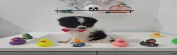 Pomeranian dogs for sale: Oreo - Ad 8