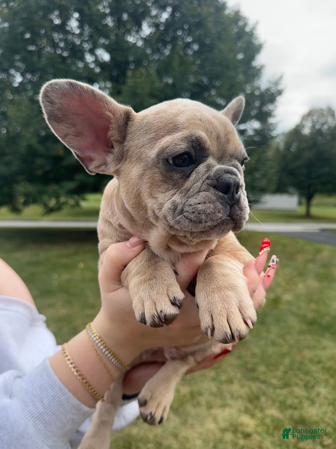 French Bulldog dogs for sale: Trina - Ad 4